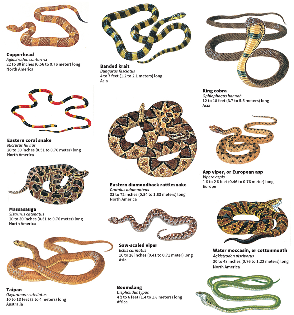 Some venomous snakes of the world