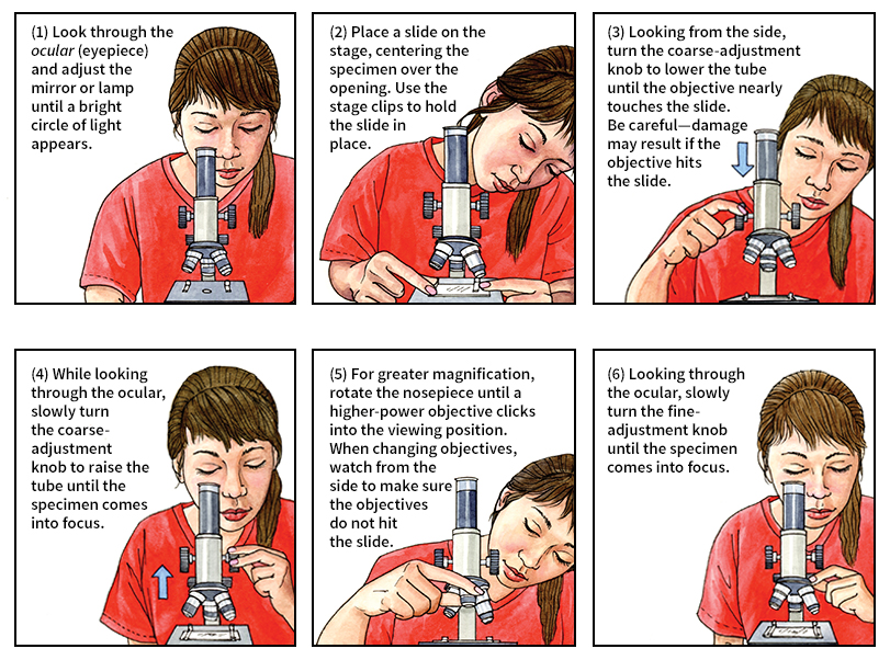 Using an optical microscope