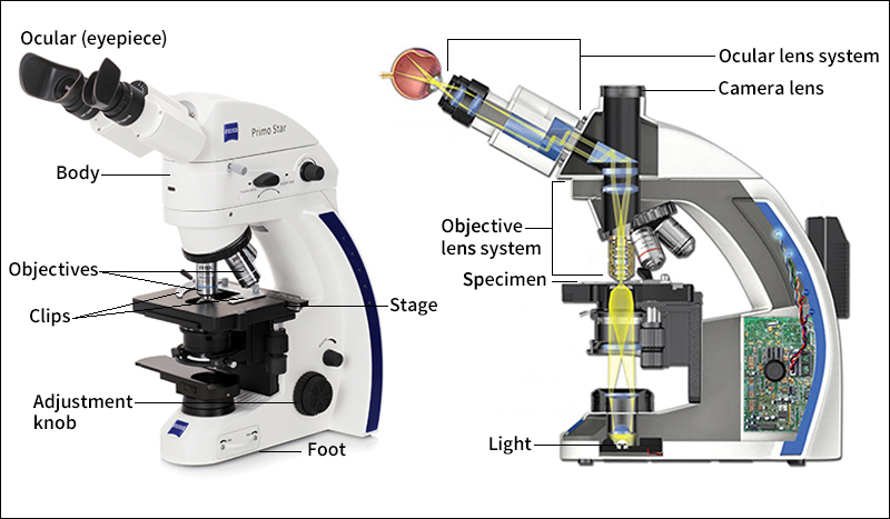 Parts of an optical microscope