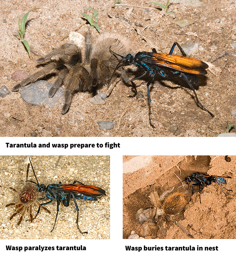 Wasp kills tarantula