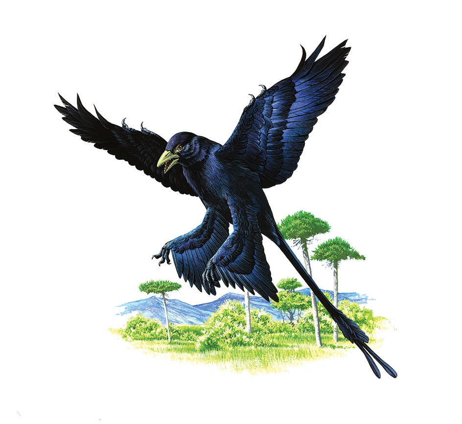 Microraptor