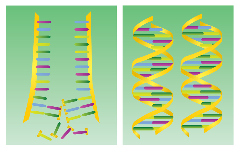 DNA duplication