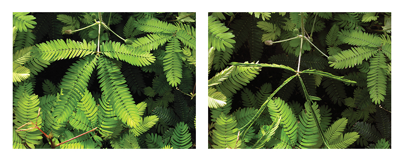 Leaves of the sensitive plant