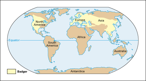 Where badgers live