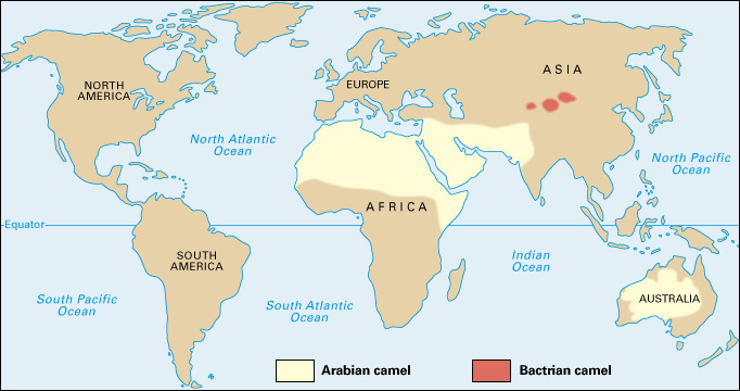 Where camels live