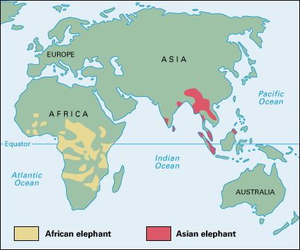 Where elephants live