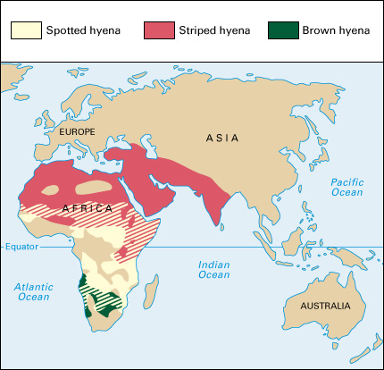 Where hyenas live