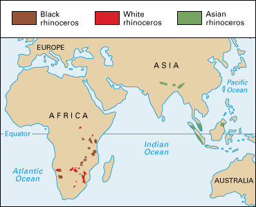 Where rhinoceroses live