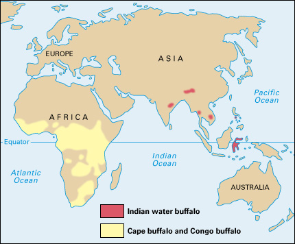 Where water buffaloes live