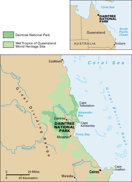 Daintree rain forest