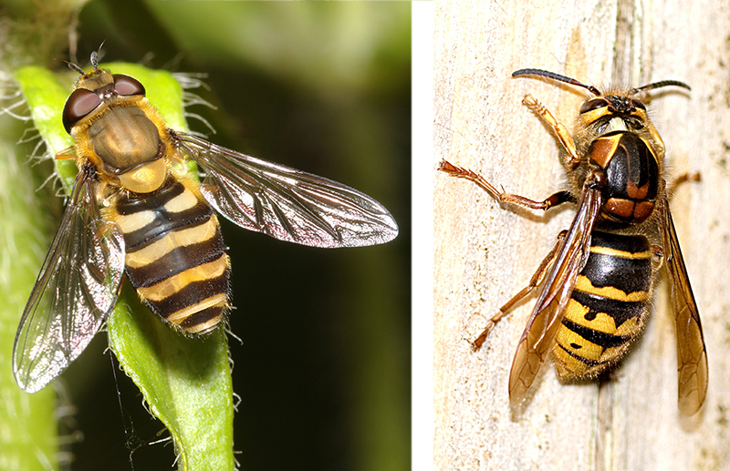 Stingless syrphid fly mimics a hornet