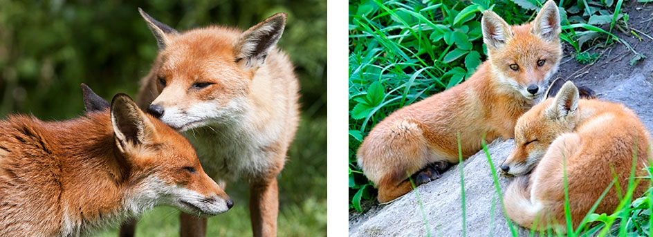 Red foxes live in family groups