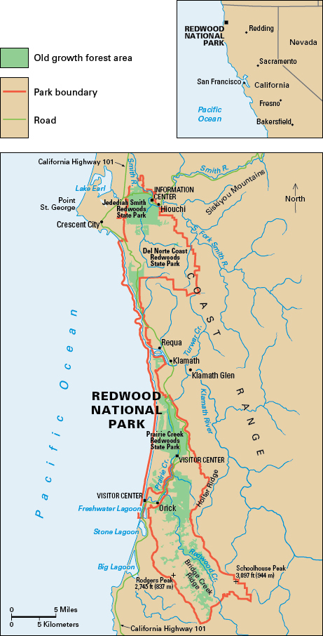 Redwood National Park in California