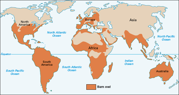 Where barn owls live