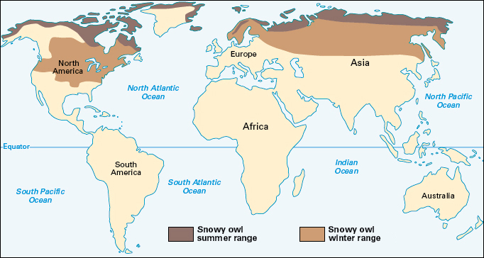 Where snowy owls live