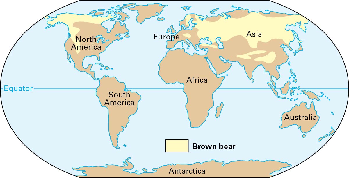 Natural range of the brown bear