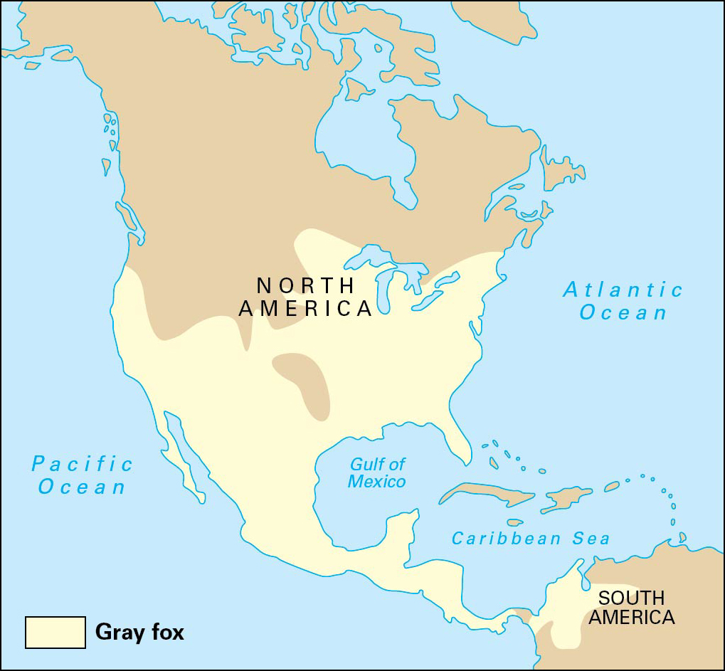 Natural range of the gray fox