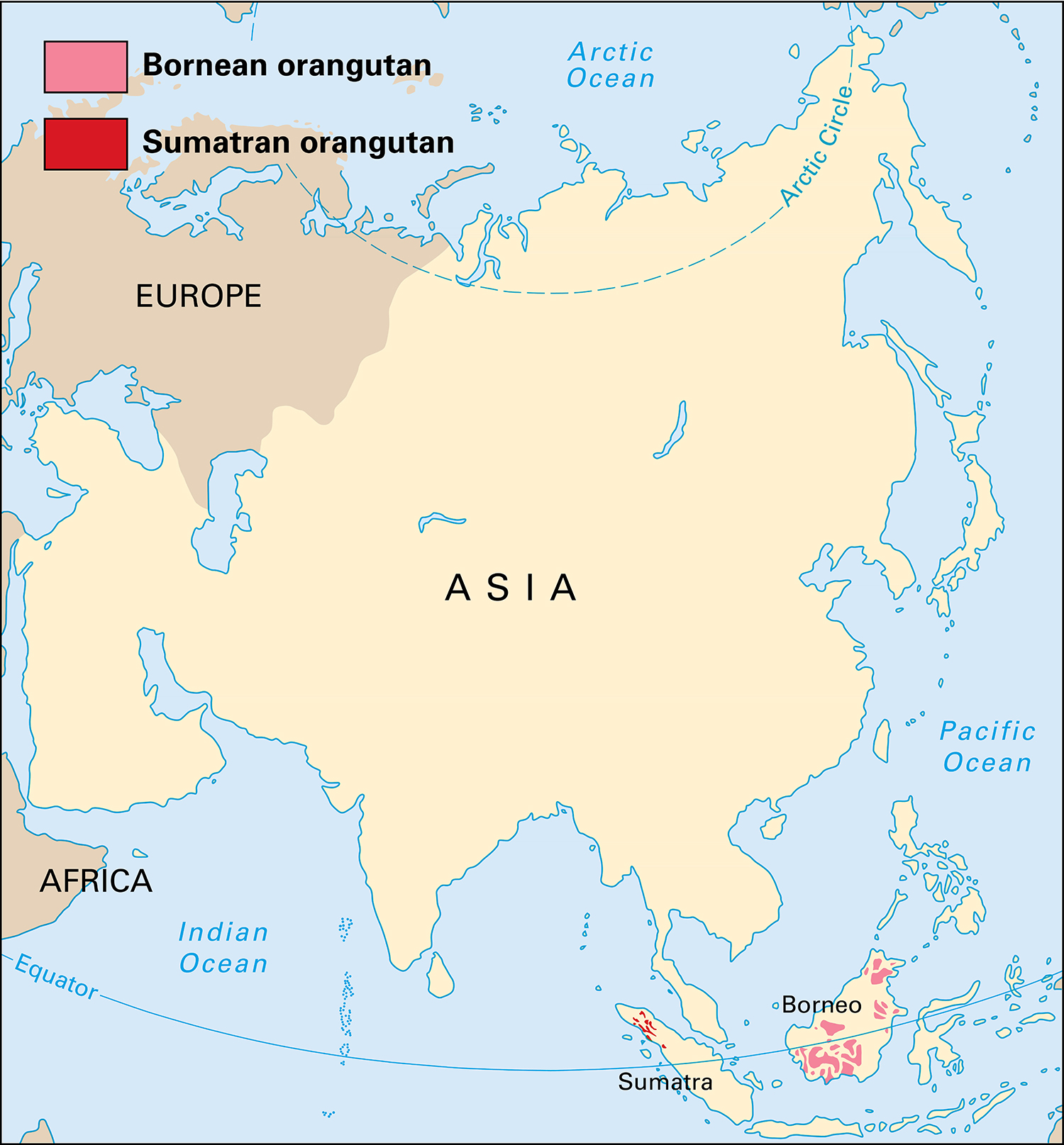 Where Bornean and Sumatran orangutans live