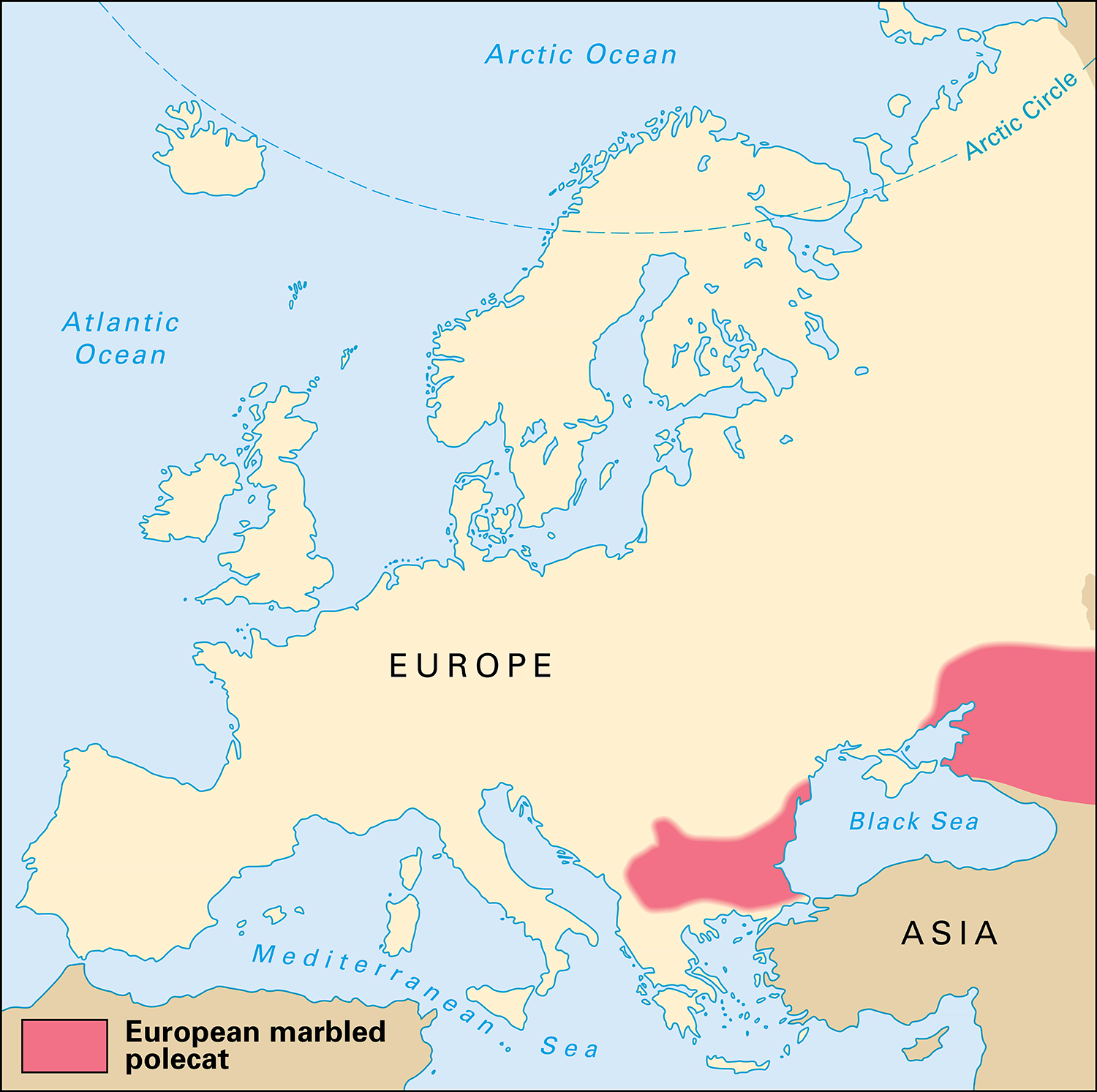 Where European marbled polecats live