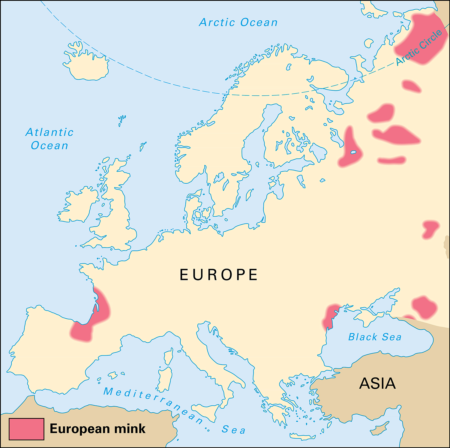 Where European minks live