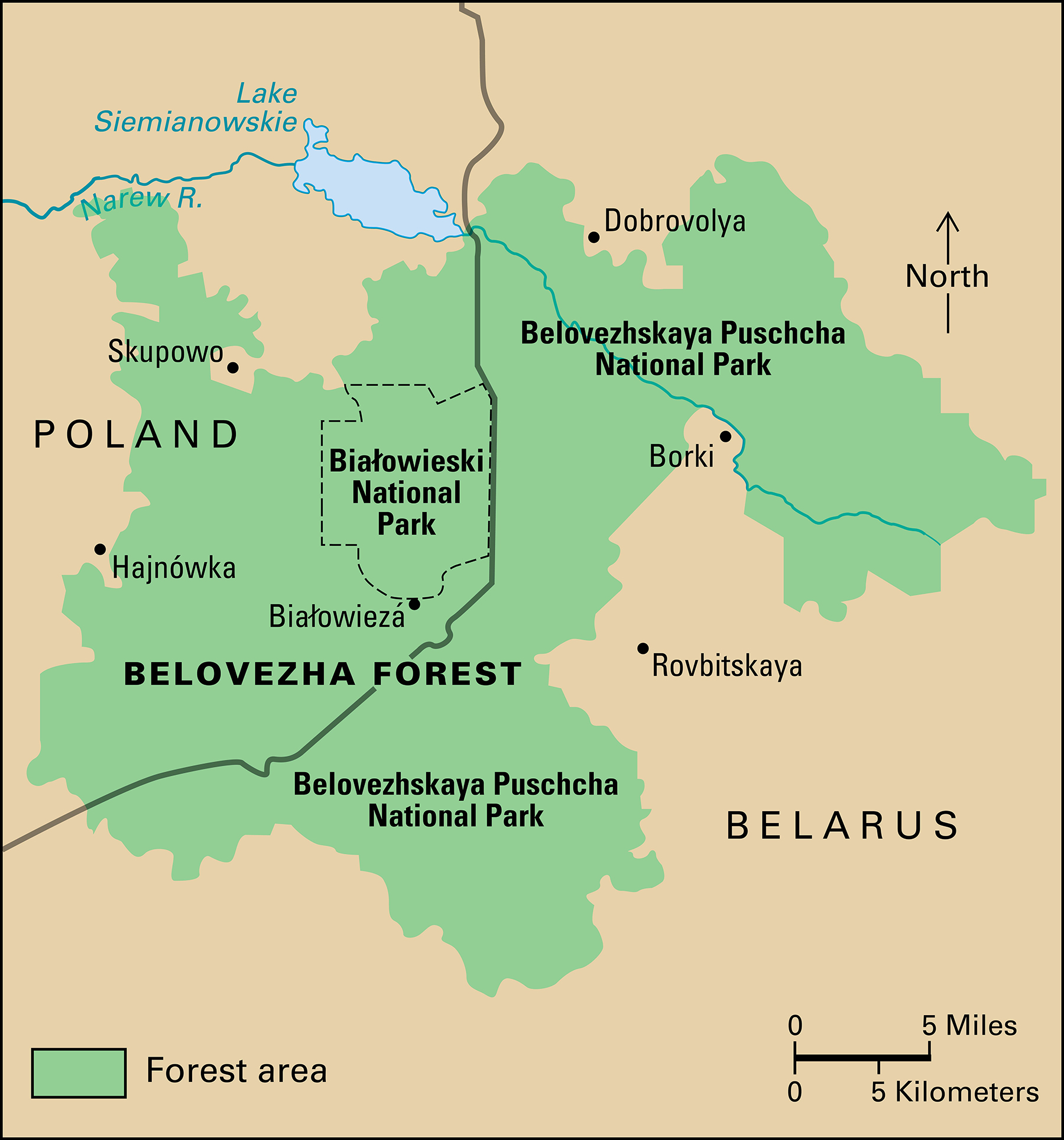 National parks preserve the Belovezha Forest (Bialowieza in Polish) in Belarus and Poland.