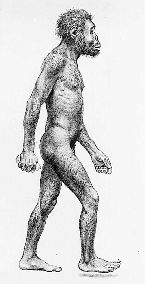 Homo habilis