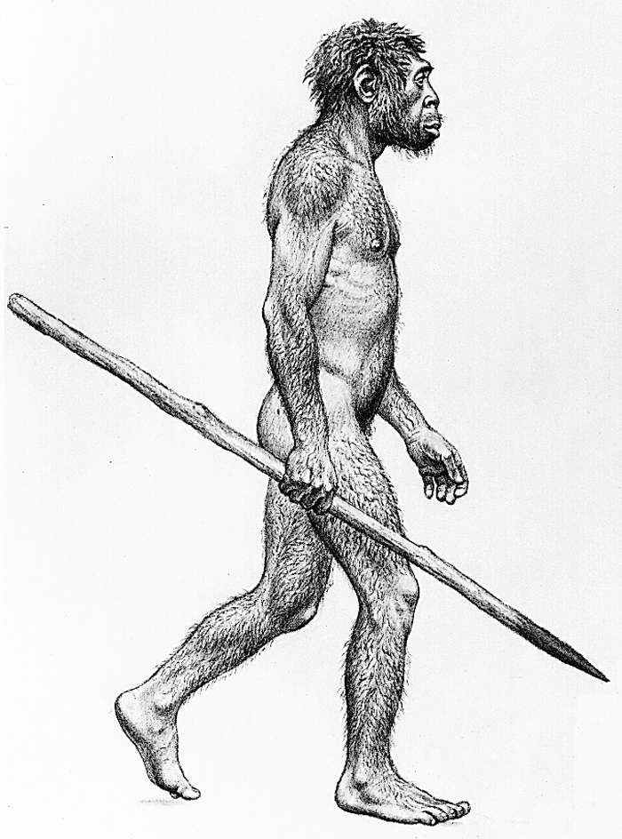 Homo erectus