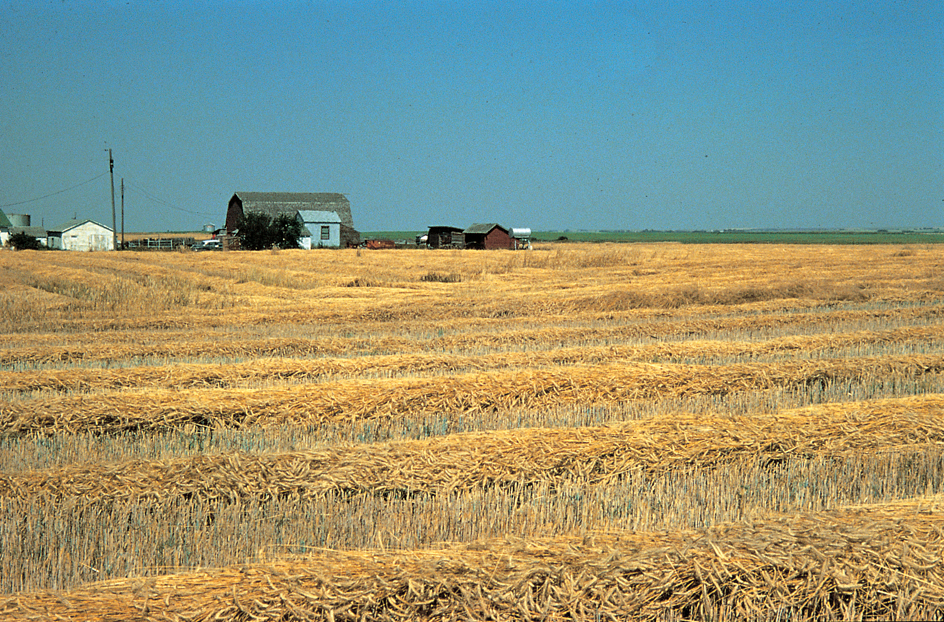 Vast wheat fields on the Alberta Plain