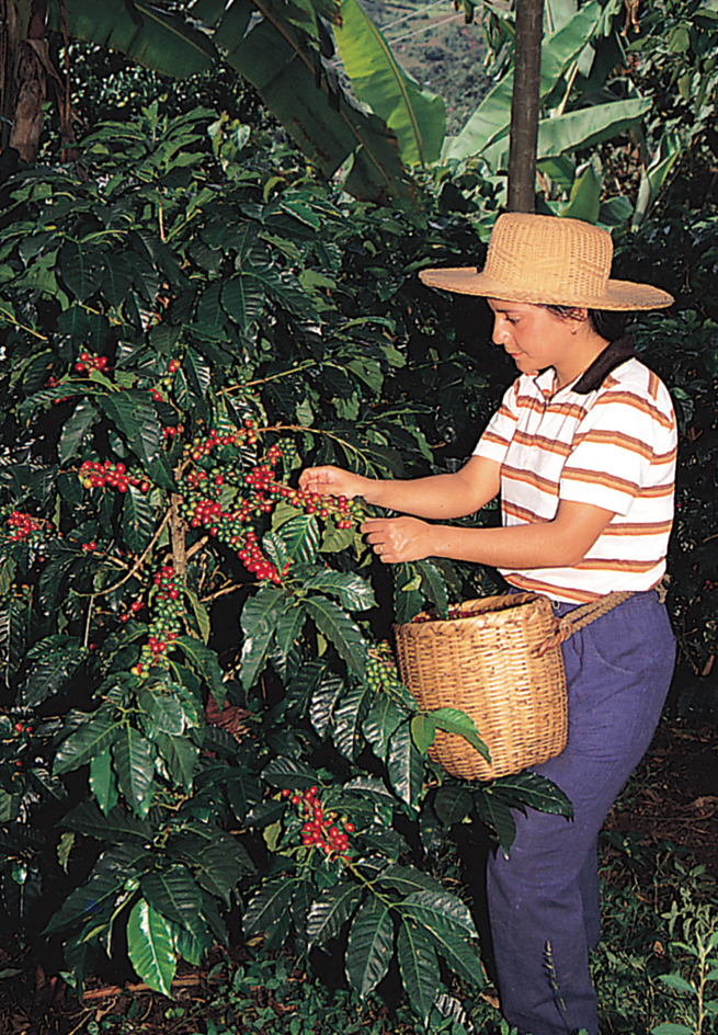 Worker picks coffee berries