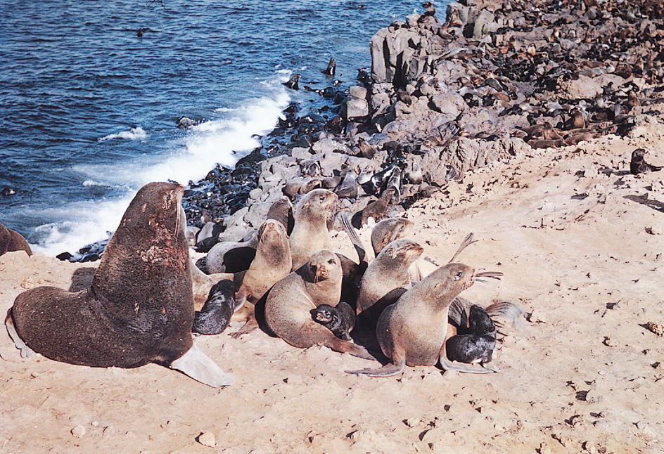 Fur seals start life in a group