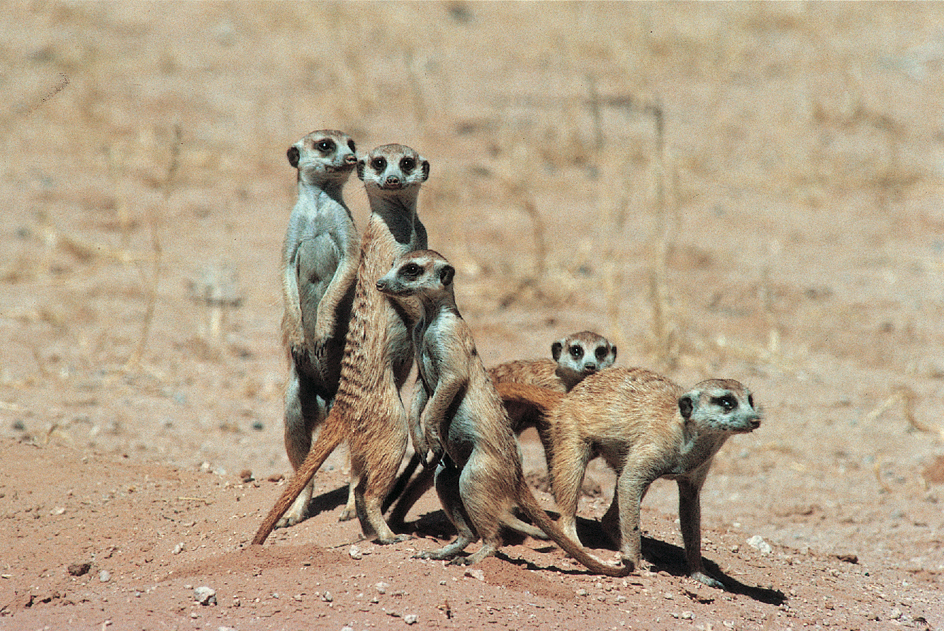 Meerkats live in colonies