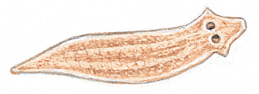 Planarian