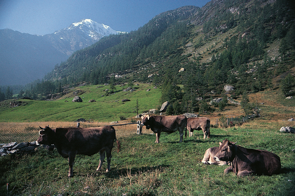 Cattle graze in high Swiss mountain pastures