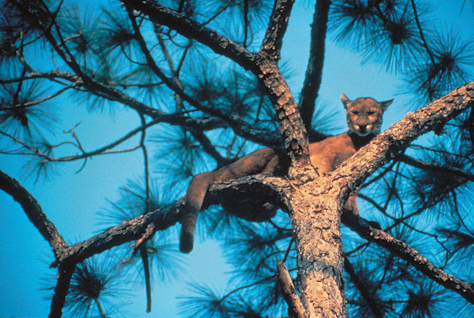 Florida panther