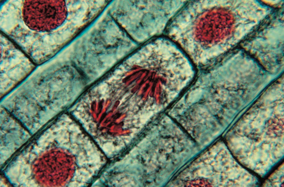 Cells of a plant root tip