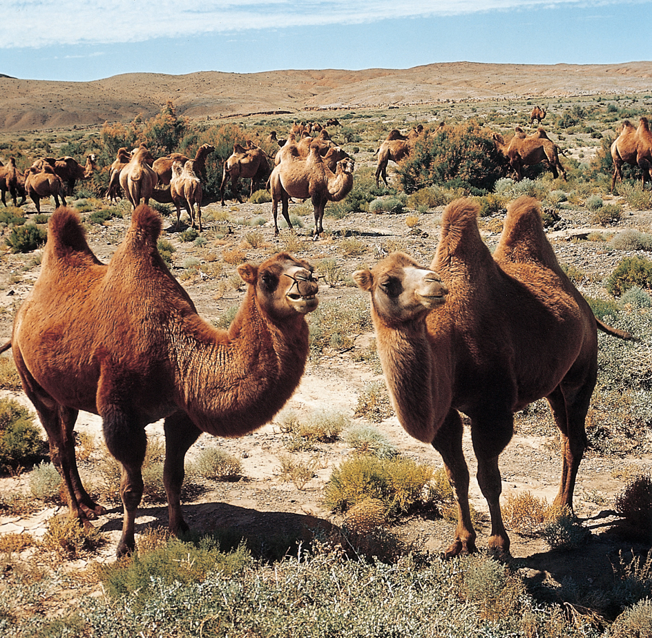 Bactrian camels