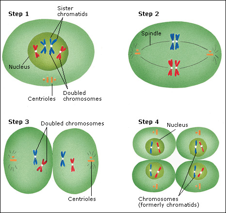 Meiosis