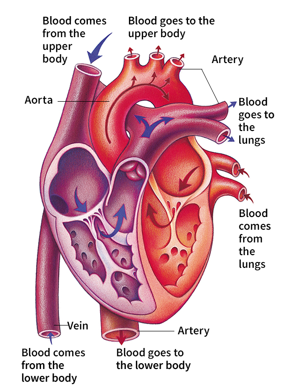 How the heart pumps blood