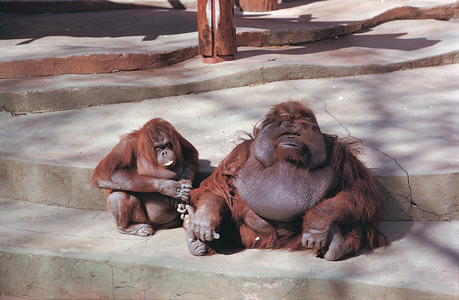 Male and female orangutan