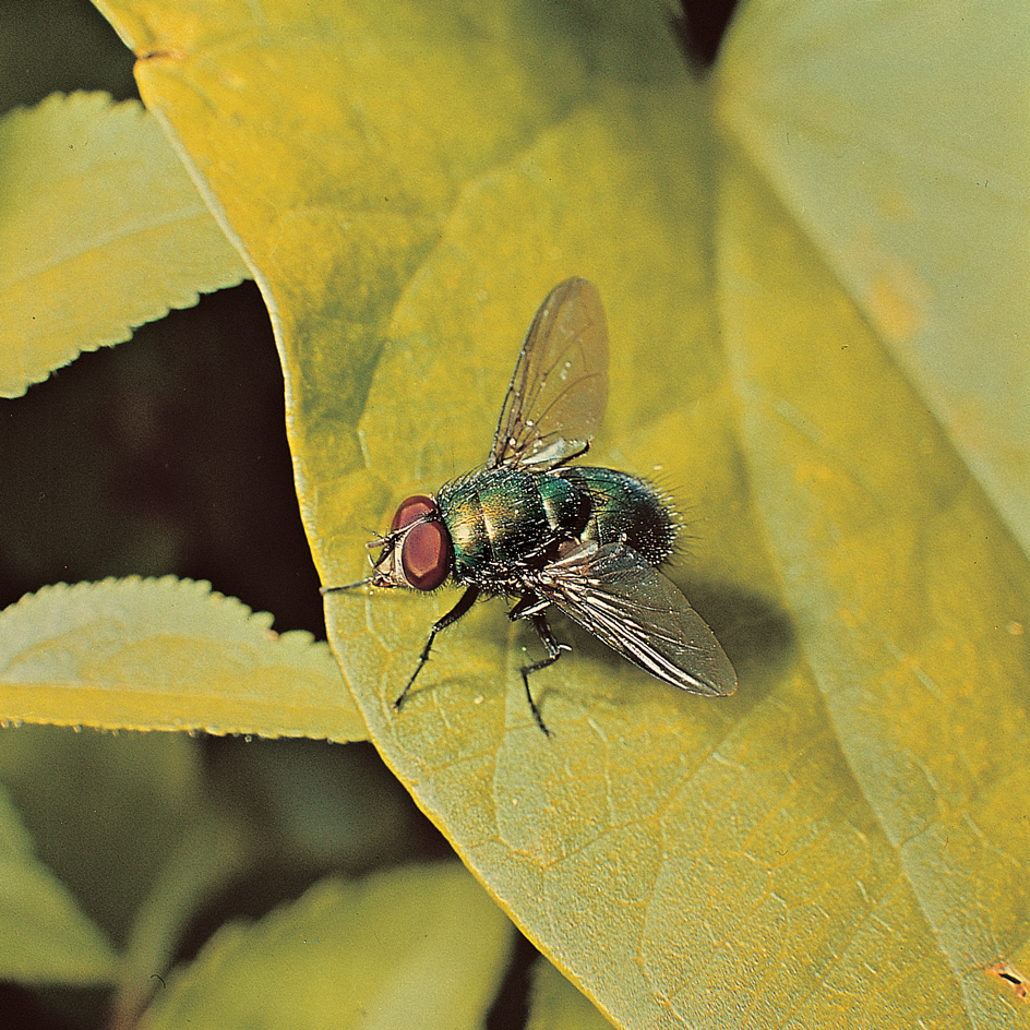 Greenbottle fly