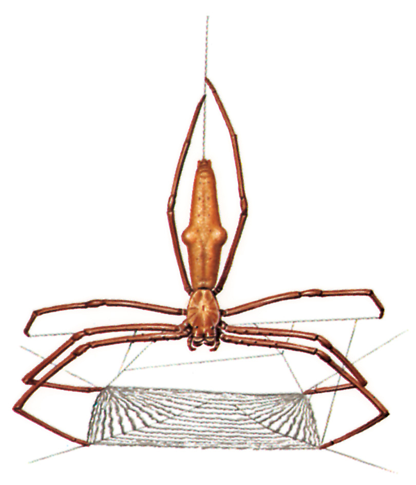 Ogre-faced stick spider