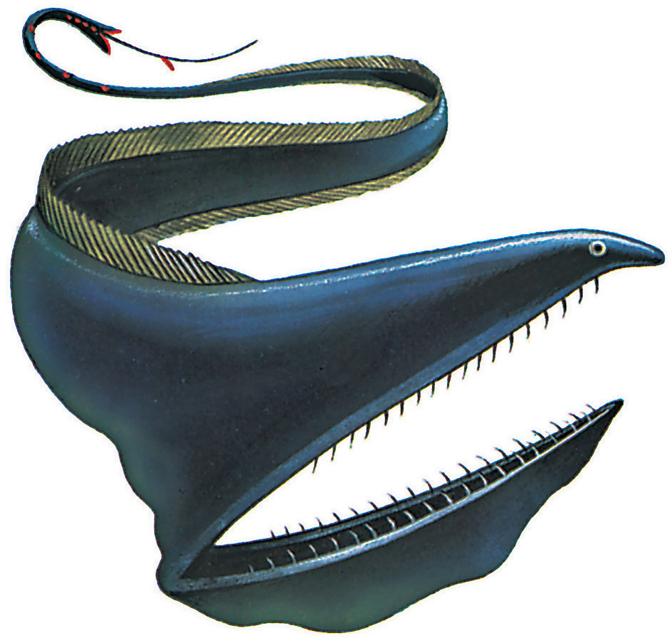 Gulper eel