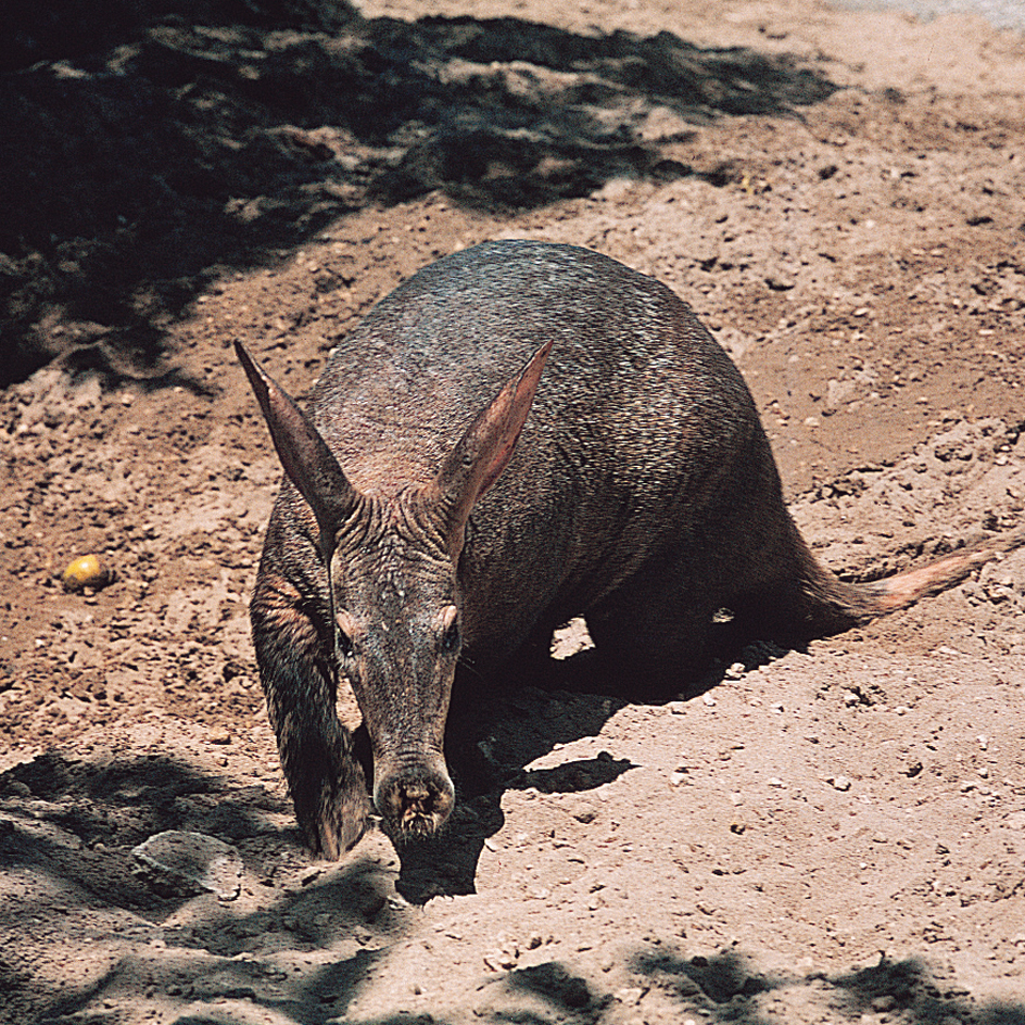 Aardvark