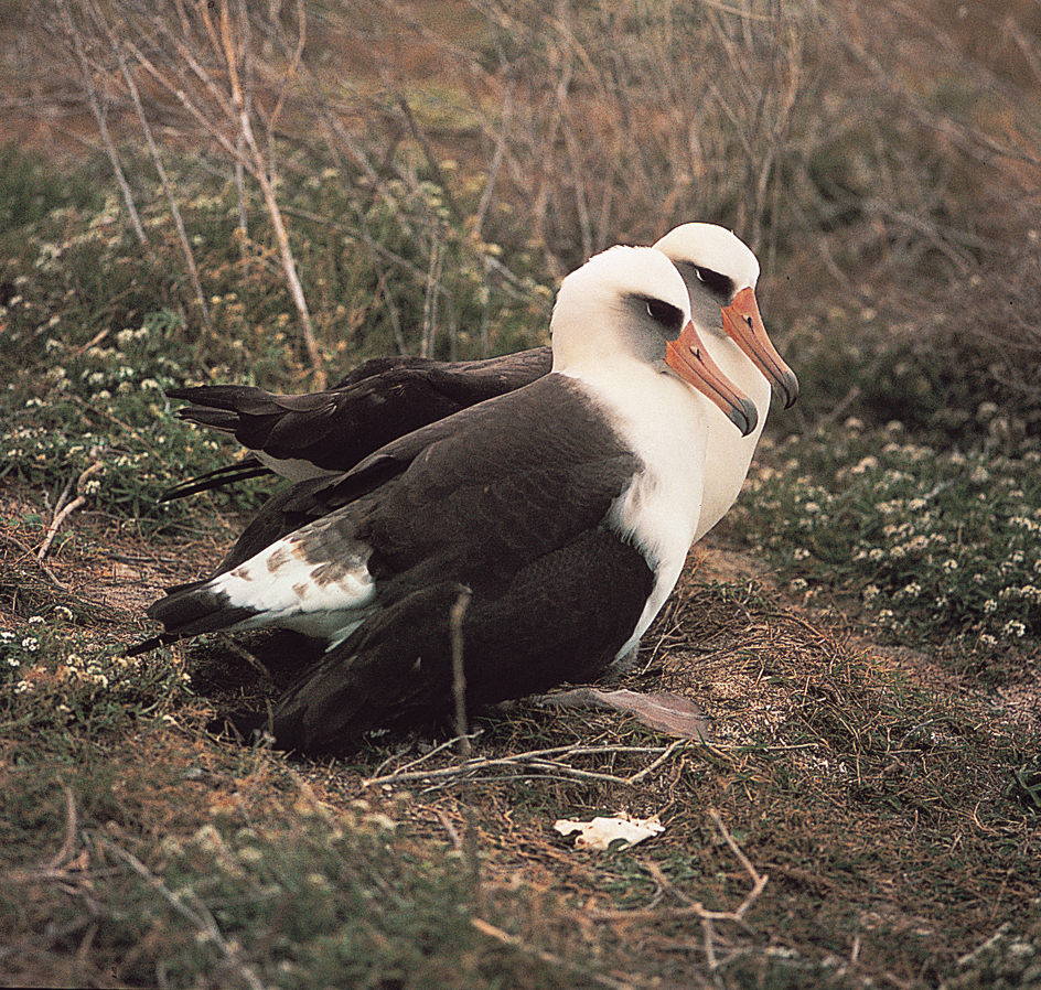 Wandering albatrosses