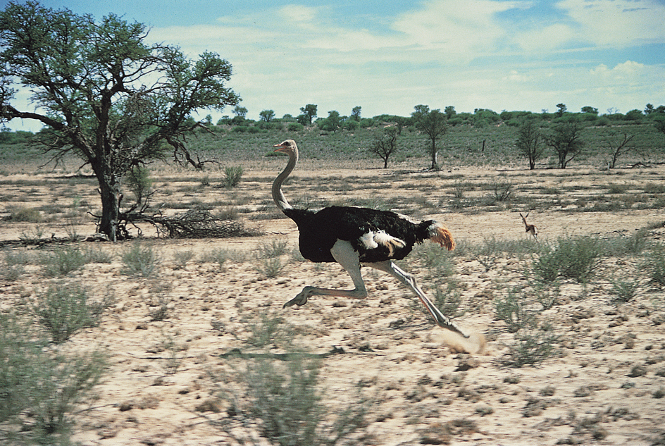 Long, powerful legs of an ostrich