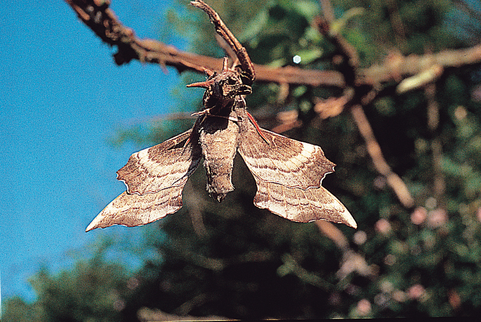 Wings of a hawk moth