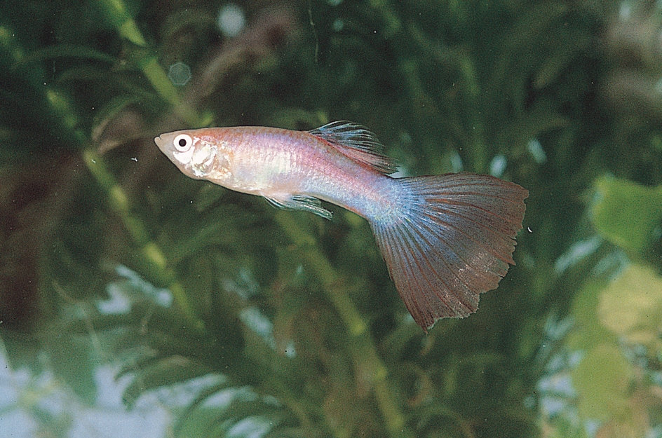 Tail of a male fancy guppy