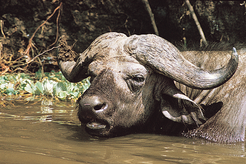 Cape buffalo