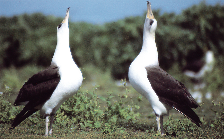 Courtship ritual