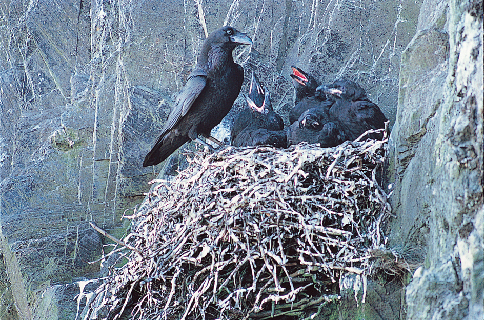 Raven's nest